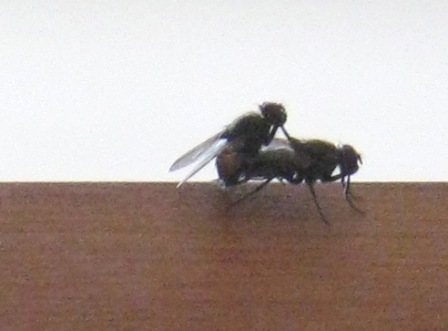 Close up of two fly's mating